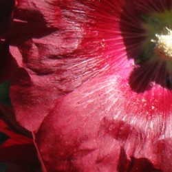 Red Hollyhock